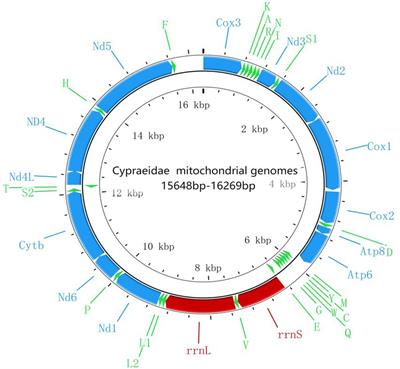 Mitogenomic phylogeny of Cypraeidae (Gastropoda: Mesogastropoda)
